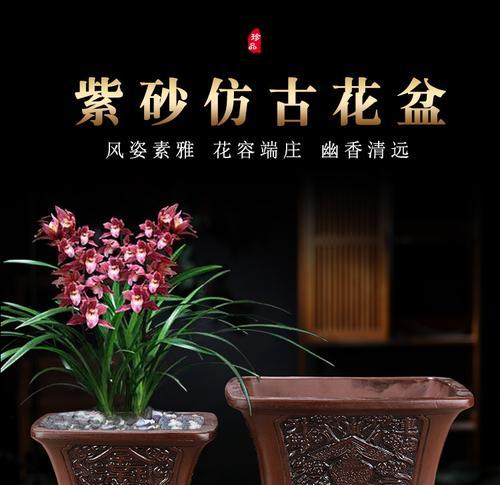 君子兰方形花盆的使用技巧有哪些？