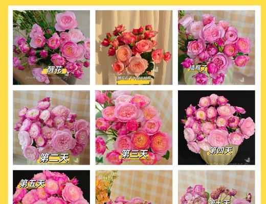 玫瑰花开花持续时间？如何计算玫瑰花的花期？