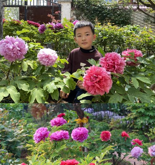 没有花园如何种植牡丹花及其注意事项是什么？