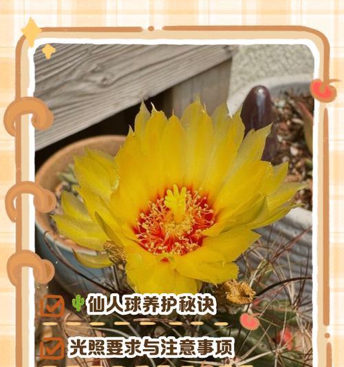 仙人球换盆长大后如何养护？换盆后的管理要点是什么？