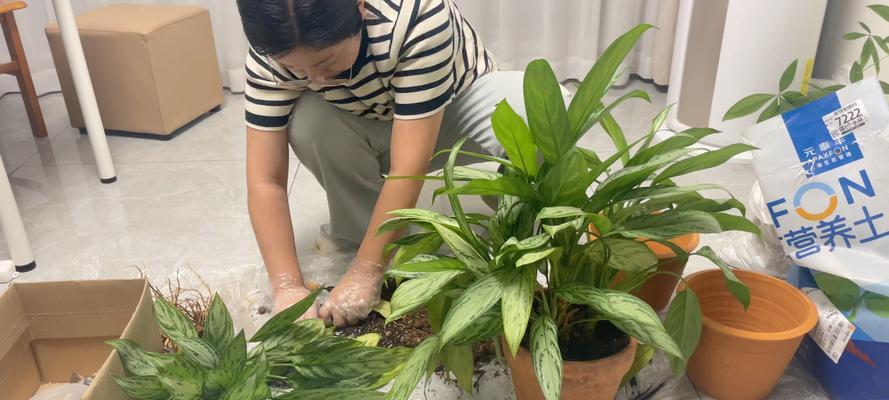 仙人球换盆长大后如何养护？换盆后的管理要点是什么？