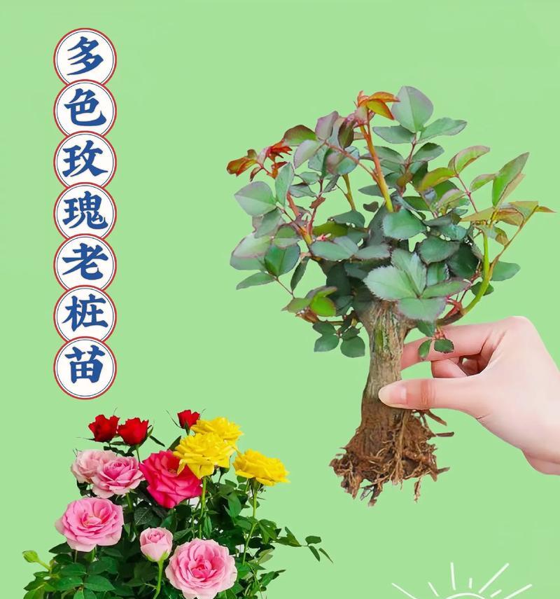 老庄玫瑰花种植美观的秘诀是什么？