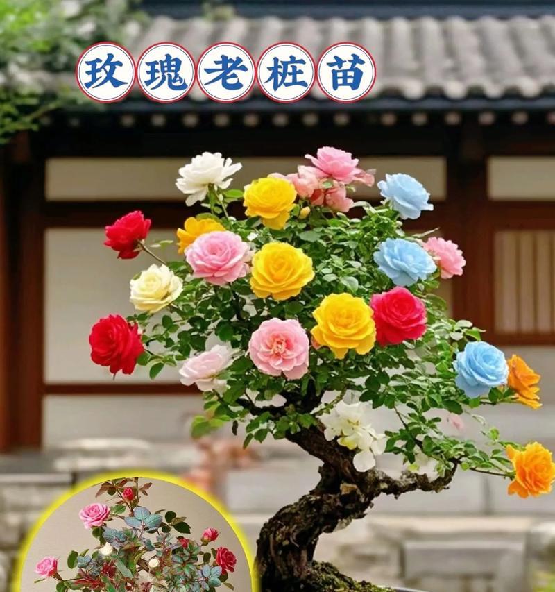 老庄玫瑰花种植美观的秘诀是什么？