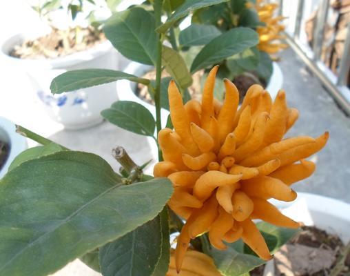 佛手仙人掌老根的种植方法是什么？如何养护？