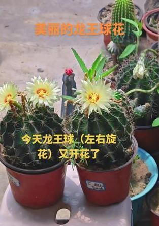 龙王不旋仙人球的养殖方法是什么？