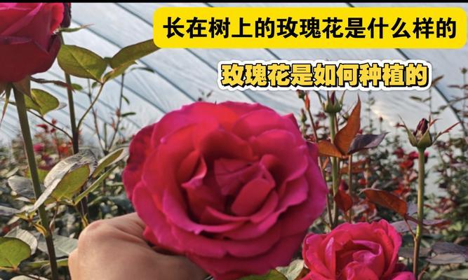 玫瑰花长杆树的养护方法是什么？如何保持玫瑰花长杆树的美观？