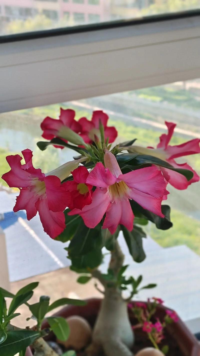 玫瑰花长杆树的养护方法是什么？如何保持玫瑰花长杆树的美观？