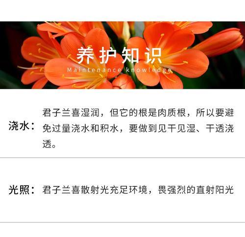 圆球君子兰绿植盆栽的养护技巧是什么？