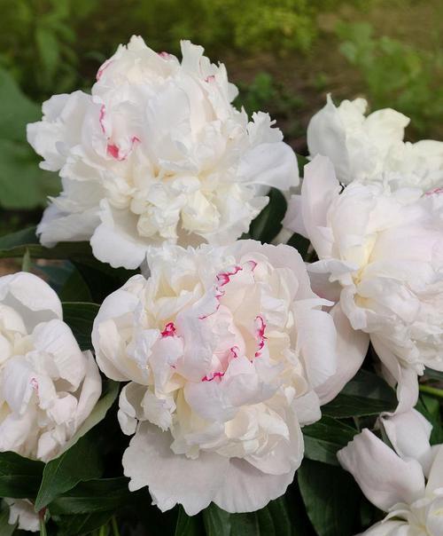白牡丹花包花的养殖技巧有哪些？