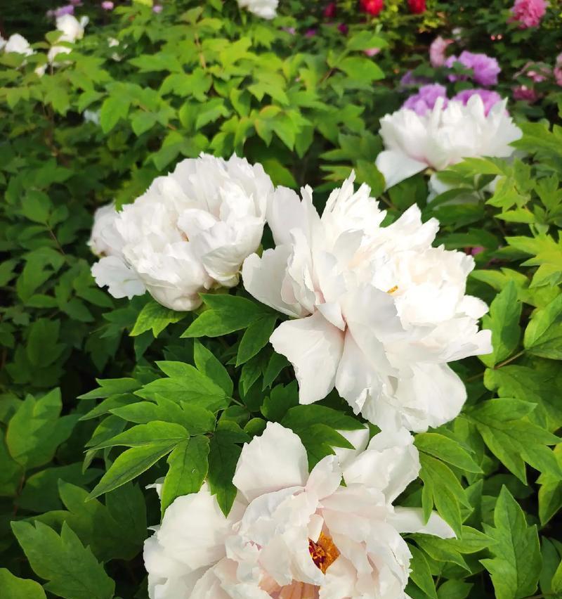 白牡丹花包花的养殖技巧有哪些？