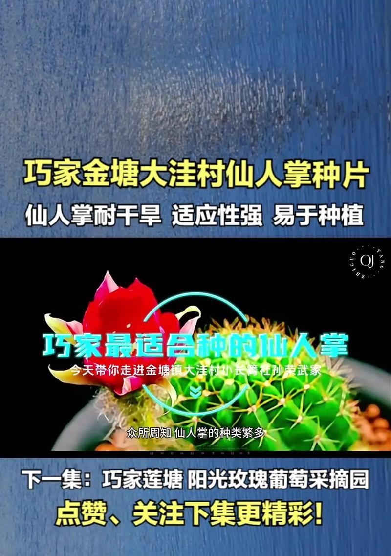 拼盆种植仙人掌的技巧有哪些？