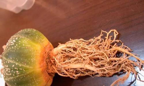 拼盆种植仙人掌的技巧有哪些？