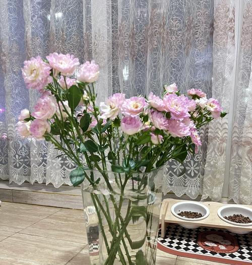 玫瑰花不开花怎么办？应该使用什么方法促进开花？