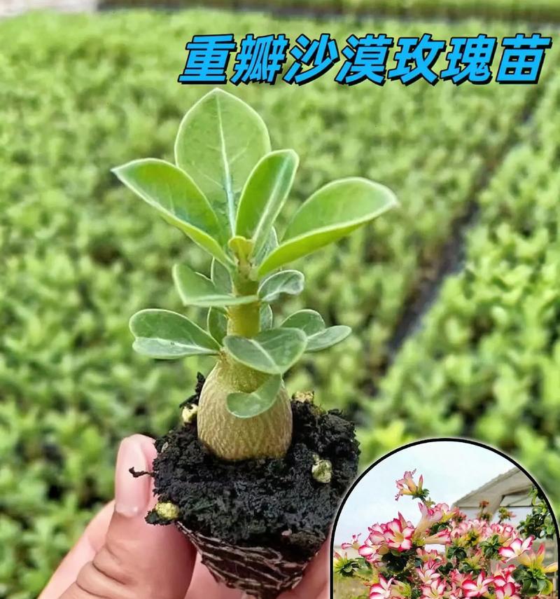玫瑰花不开花怎么办？应该使用什么方法促进开花？