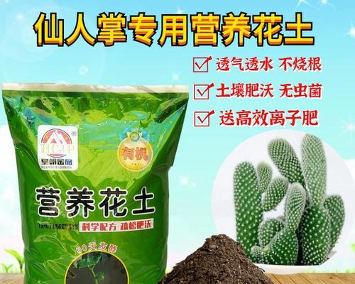 小手指仙人掌的正确种植步骤是什么？