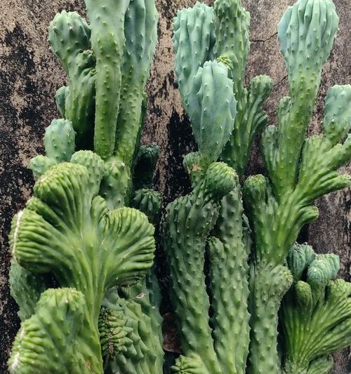 小手指仙人掌的正确种植步骤是什么？