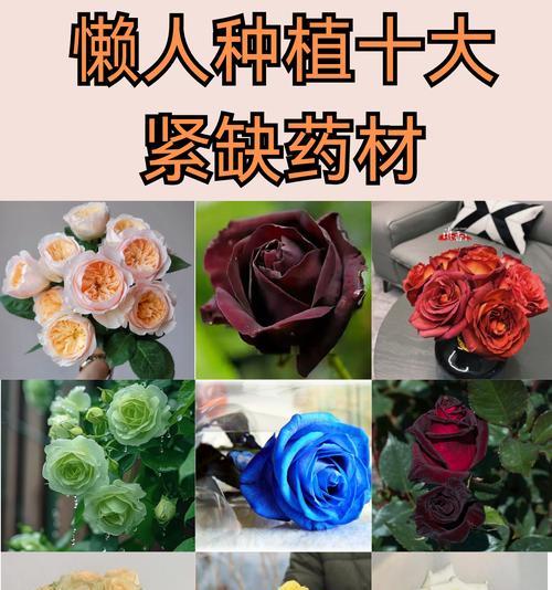 哪种玫瑰花品种最受欢迎？