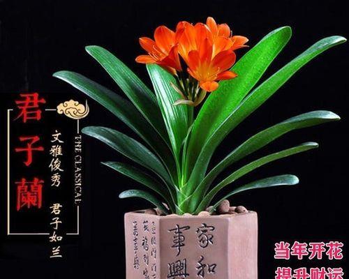 特大盆景君子兰的种植要点是什么？