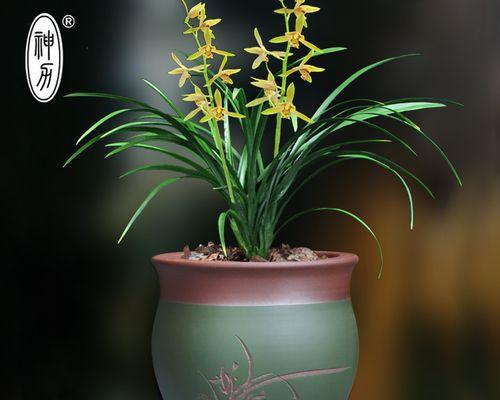 特大盆景君子兰的种植要点是什么？