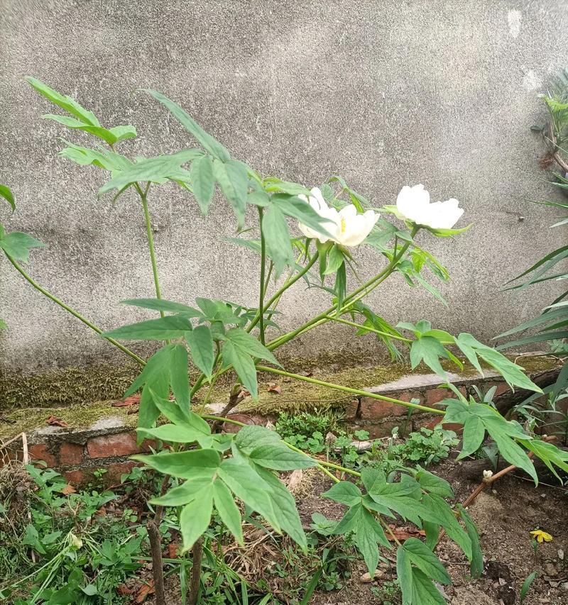 牡丹花只长芽不开花怎么回事？如何解决？