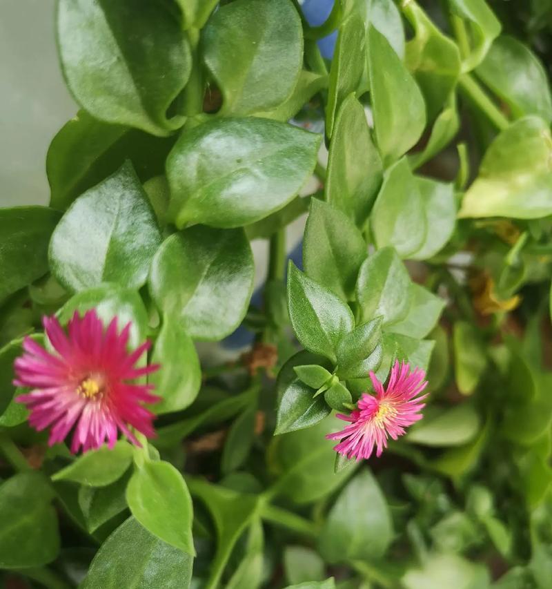 牡丹花只长芽不开花怎么回事？如何解决？