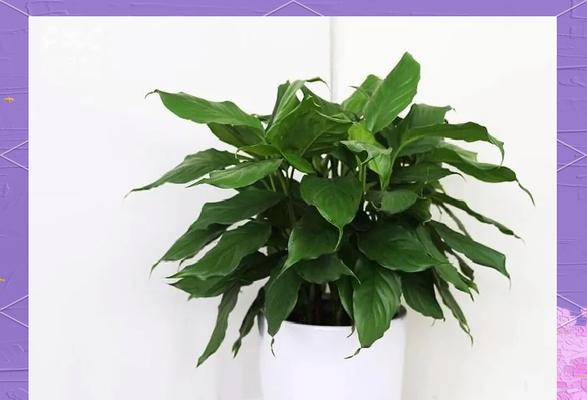 南方仙人掌冬季养护需要注意什么？