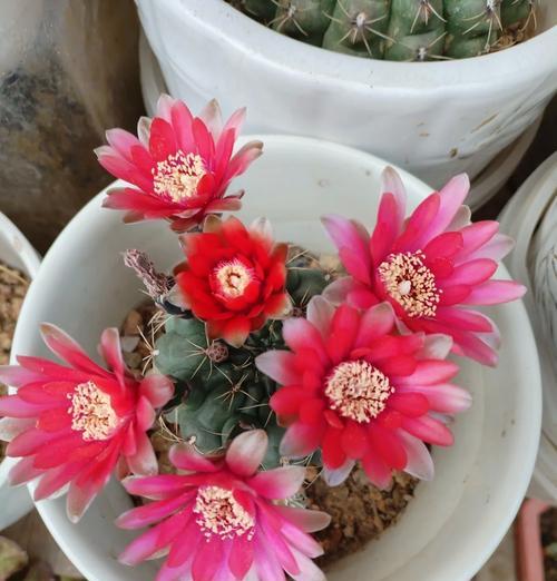 仙人球花中开花的原因有哪些？如何促进开花？