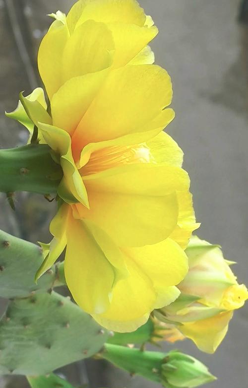 仙人球花中开花的原因有哪些？如何促进开花？