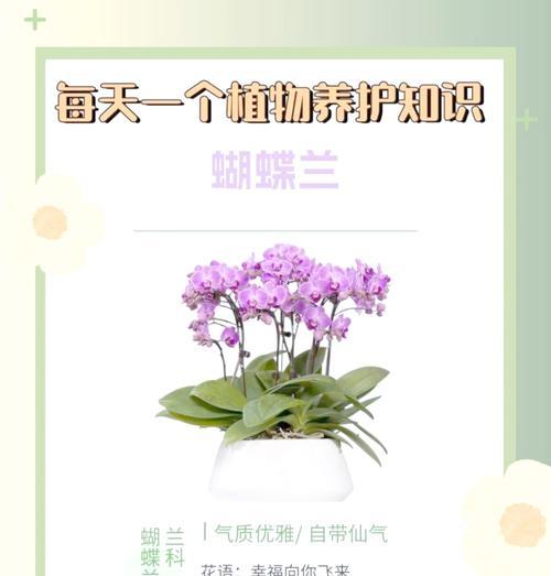蝴蝶虫仙人掌的养殖方法是什么？