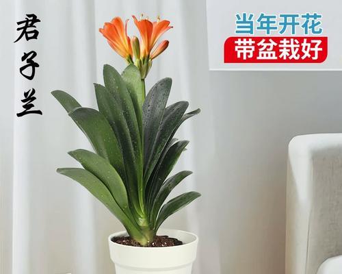 在广州能养君子兰盆栽吗？如何养护？