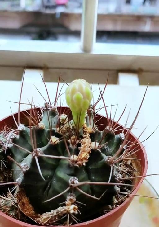 金虎仙人球需要多少阳光？如何正确养护？