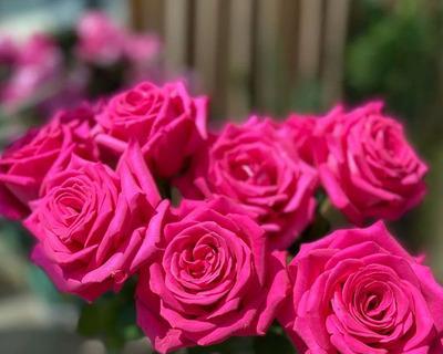 水养鲜花玫瑰花的正确方法是什么？