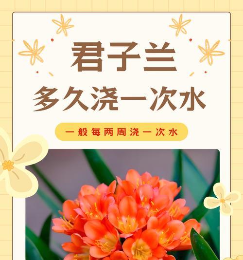 君子兰的基本养护方法有哪些？如何确保其健康生长？