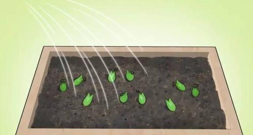 如何进行植物直播仙人掌？