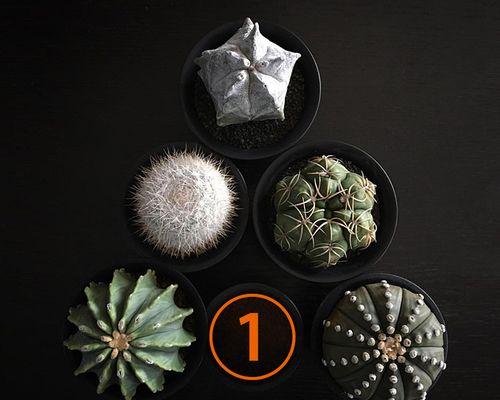 如何进行植物直播仙人掌？