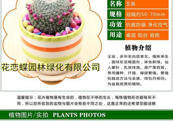 三色仙人球盆栽的养护和管理要点是什么？