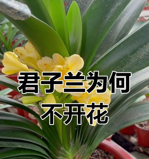 君子兰连续开花的原因是什么？是否正常？