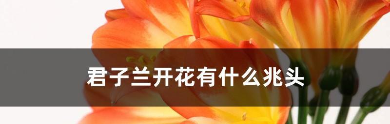 君子兰连续开花的原因是什么？是否正常？