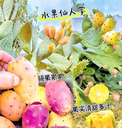 黄泥种植仙人掌有哪些技巧？需要注意什么？