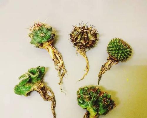 黄泥种植仙人掌有哪些技巧？需要注意什么？