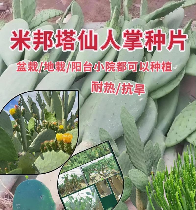 仙人球可以用菜籽饼作为肥料吗？使用菜籽饼种植仙人球的方法是什么？