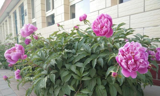 牡丹花打药后蔫了怎么办？如何恢复其活力？