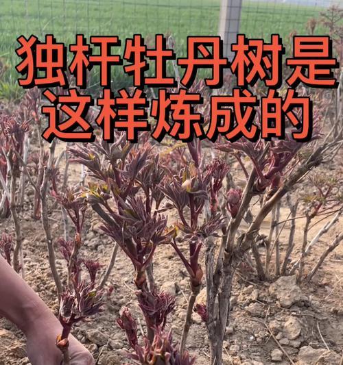 牡丹花独杆培育的正确方法是什么？如何处理独杆牡丹的常见问题？