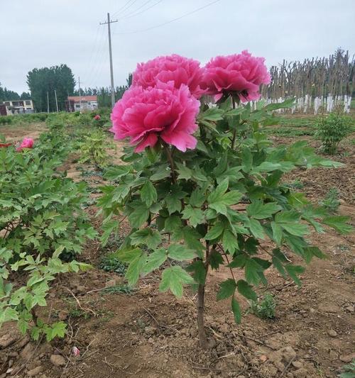 牡丹花独杆培育的正确方法是什么？如何处理独杆牡丹的常见问题？
