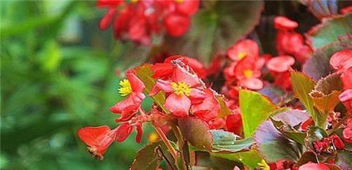 仙人掌花淋雨会怎样？冬季养护要点有哪些？