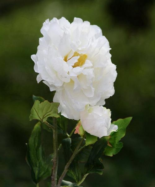 牡丹花心部为何出现假花？如何处理这种情况？