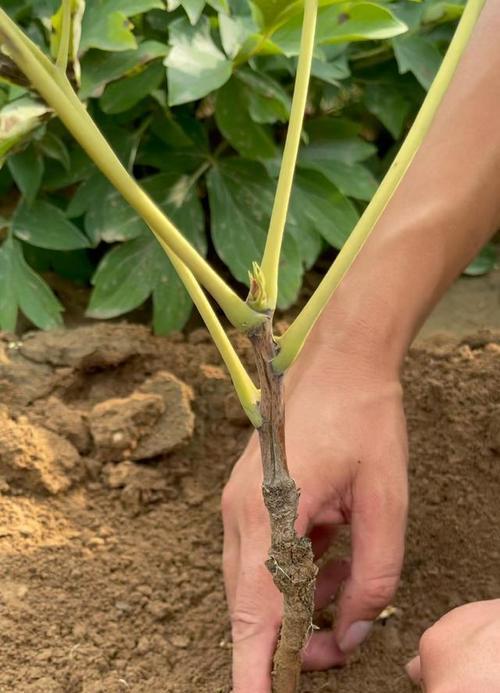 牡丹花施肥的最佳时机是什么时候？施肥的正确方法有哪些？