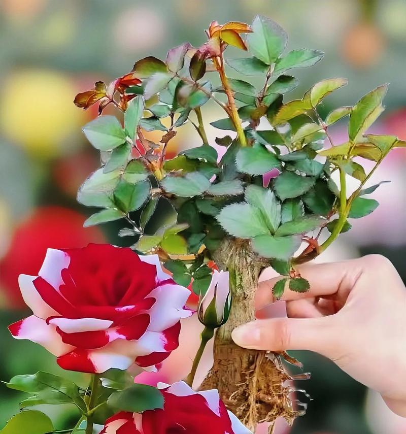 玫瑰花种植过程中应注意哪些事项？如何确保玫瑰花顺利生长？