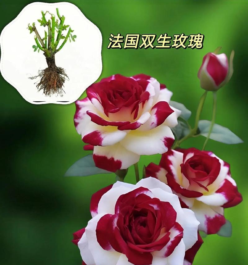 玫瑰花种植过程中应注意哪些事项？如何确保玫瑰花顺利生长？
