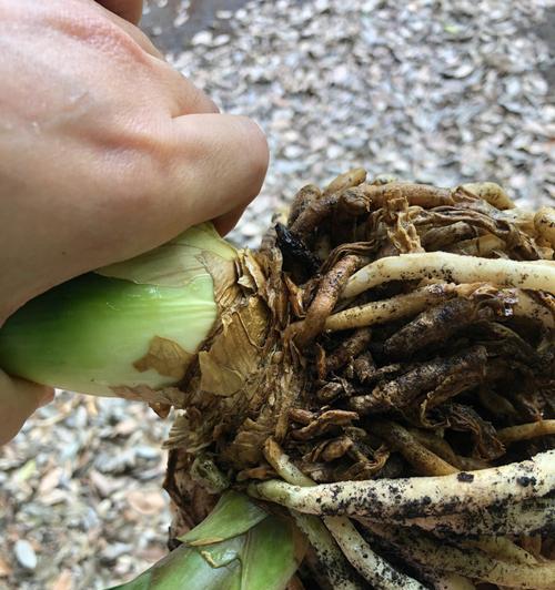 君子兰根部发黄是病害吗？